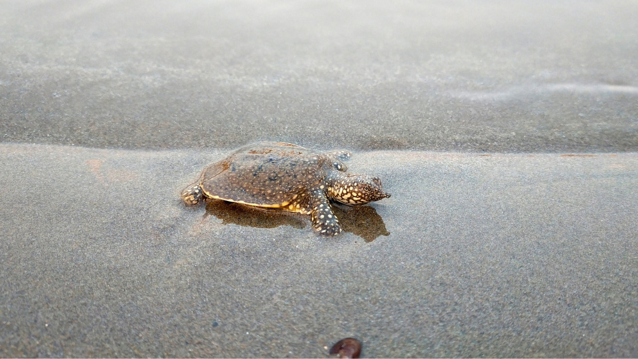 Akdeniz’in dev kaplumbağaları yok oluyor: Turistler caretta sanıp kahvaltılıkla besliyor Haber gorseli